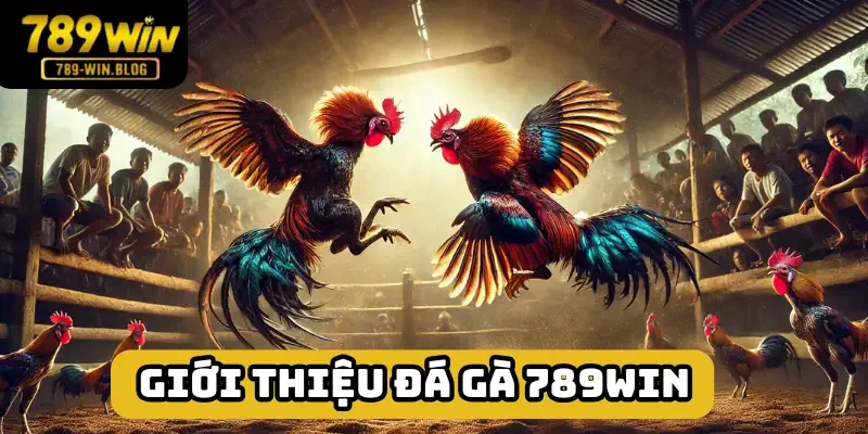 Đá gà 789win hạng mục ở đẳng cấp cao Đá gà 789win hạng mục ở đẳng cấp cao