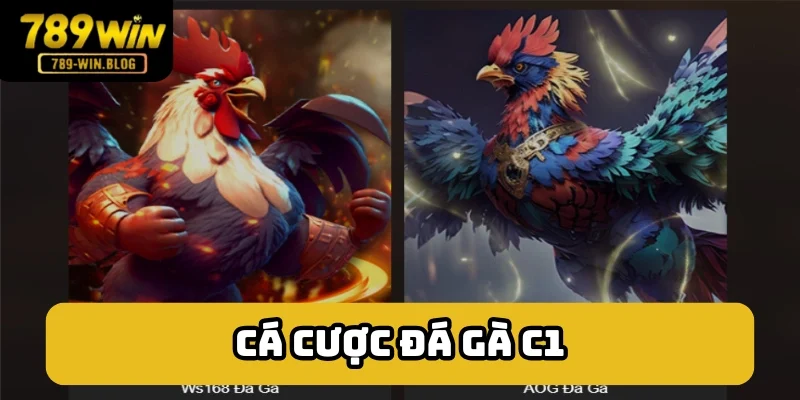 Đá gà C1 là giải đấu dành cho chọi kê cựa sắt Đá gà C1 là giải đấu dành cho chọi kê cựa sắt