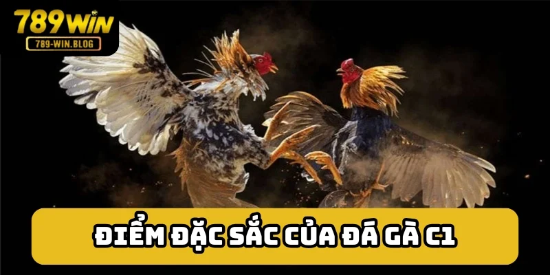 Những điểm đặc sắc của giải chọi kê C1 Những điểm đặc sắc của giải chọi kê C1