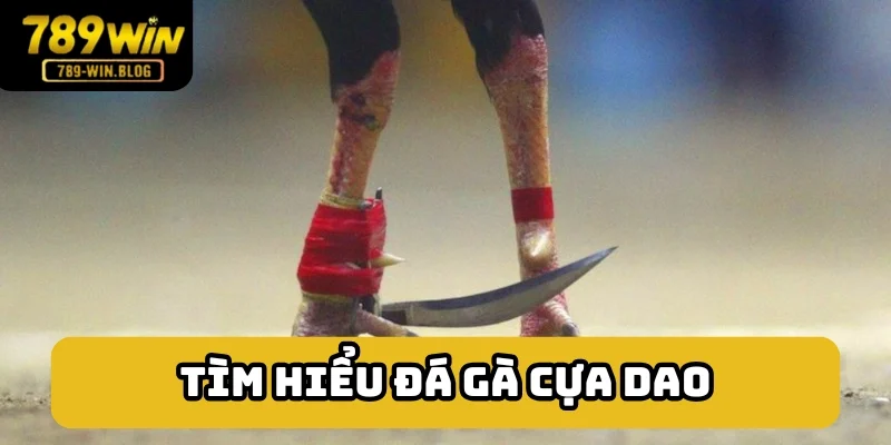 Tổng hợp đôi nét về đá gà cựa dao Tổng hợp đôi nét về đá gà cựa dao