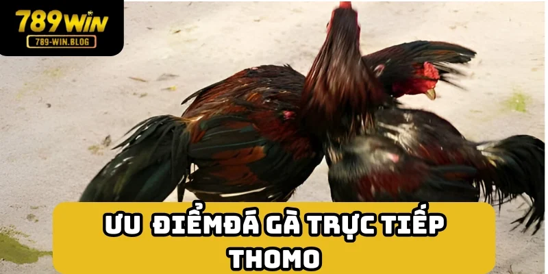 Những trận đấu Thomo hút khách vì nhiều đặc điểm hay Những trận đấu Thomo hút khách vì nhiều đặc điểm hay